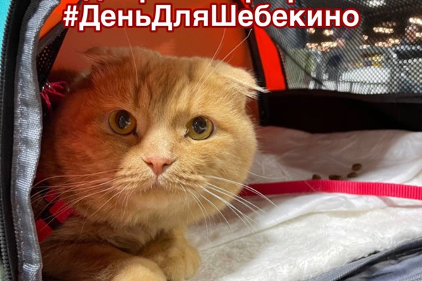 Хотим рассказать удивительную историю и запустить добрый марафон #ДеньДляШебекино